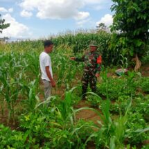 Babinsa Koramil 1406-06/Pammana Dampingi Petani Pantau Tanaman Jagung