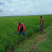 Babinsa Koramil 1406-03/Maniangpajo Bersama PPL Pantau Tanaman Padi di Kelurahan Dualimpoe
