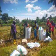Babinsa Koramil 1406-01/Tempe Dampingi Petani Panen Padi di Kecamatan Tempe
