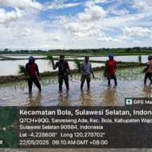 Babinsa Koramil 1406-07/Takkalalla Gotong Royong Tanam Padi Bersama Petani di Desa Sanreseng Ade