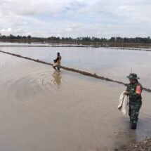 Babinsa Koramil 1406-03/Maniangpajo Dampingi Petani Tabur Benih Padi di Paselloreng