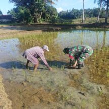Babinsa Koramil 1406-10/Pitumpanua Dampingi Luas Tanah Tanam Dukung Swasembada Pangan di Tobarakka