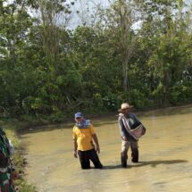 Babinsa Koramil 1406-03/Maniangpajo Dampingi Petani Tanam Padi Sistem Tabela di Desa Alausalo