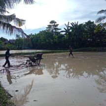 Babinsa Koramil 1406-07/Takkalalla Dampingi Petani Olah Sawah di Desa Lattimu