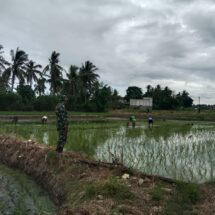 Babinsa Koramil 1406-04/Belawa Dampingi Petani dalam Kegiatan LTT di Desa Sappa