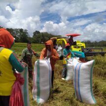 Babinsa Koramil 1406-05/Majauleng Dampingi Petani Panen Padi di Desa Tua