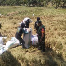 Babinsa Koramil 1406-02/Tanasitolo Dampingi Petani Panen Padi di Desa Palippu
