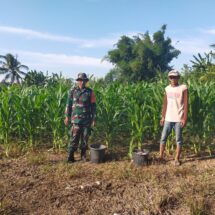 Babinsa Koramil 1406-08/Sabbangparu Dampingi Petani Laksanakan Pemupukan Jagung