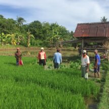 Babinsa Koramil 1406-10/Pitumpanua Lakukan Pemantauan Wilayah dan Potensi Pangan di Desa Tanrongi