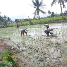 Babinsa Koramil 1406-03/Maniangpajo Laksanakan Penanaman Padi Bersama Warga